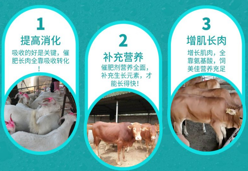 牛羊催肥增重靠的是什么？