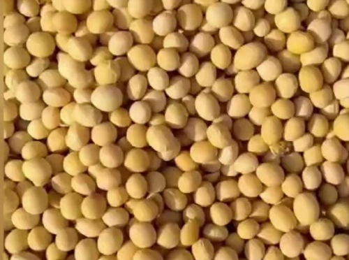 羊喂黄豆好还是豆粕好?